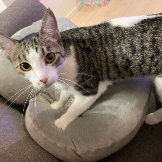 サバトラのきなこちゃん