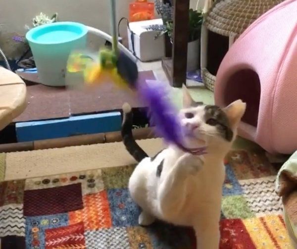 猫じゃらしで遊ぶ猫