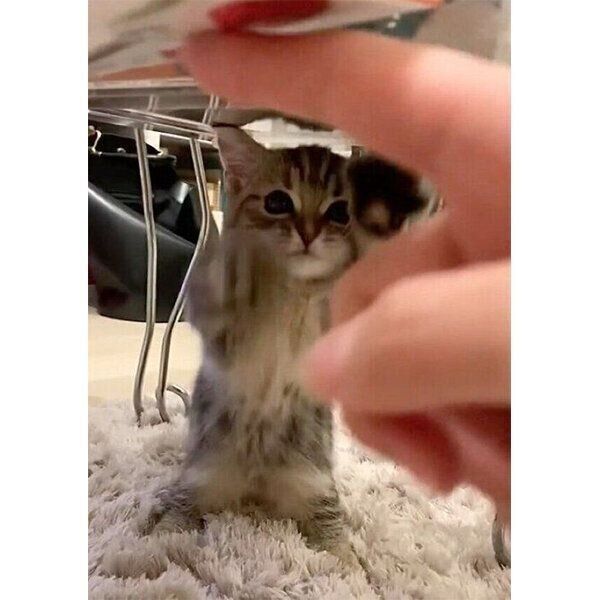 立ち上がって可愛い動きをするかぼすちゃん