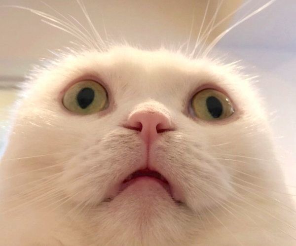 フリーズするむくちゃん