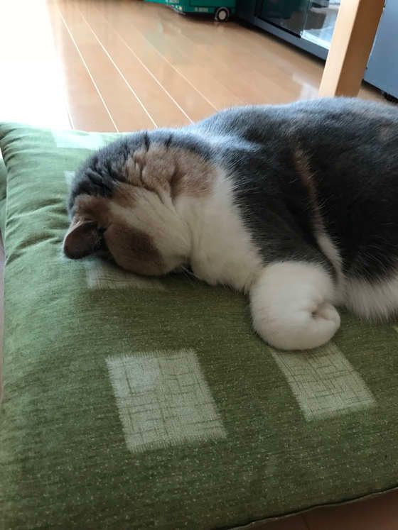 脱力感たっぷりのごめん寝をする、ブリティッシュショートヘアのあんず