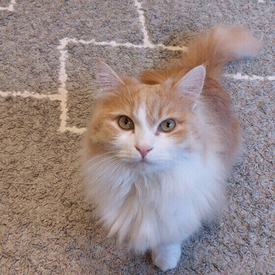 マンチカン・ロングヘアのくりくん