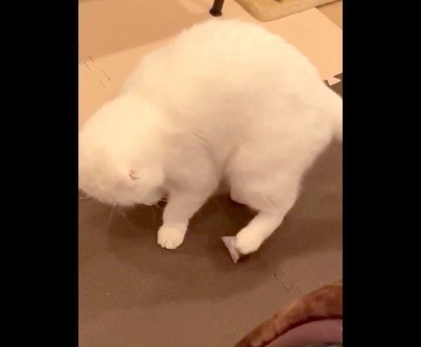 おもちゃを後ろ左足で蹴るむくちゃん