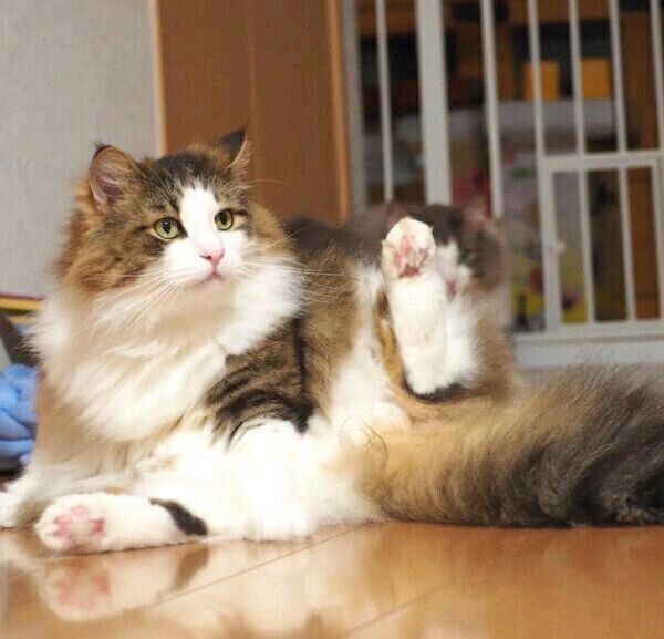 虎鉄くん