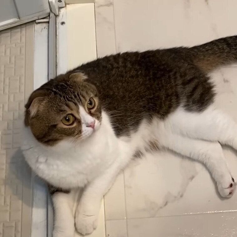 ママさんを不安そうに見つめるぽこ太郎ちゃん