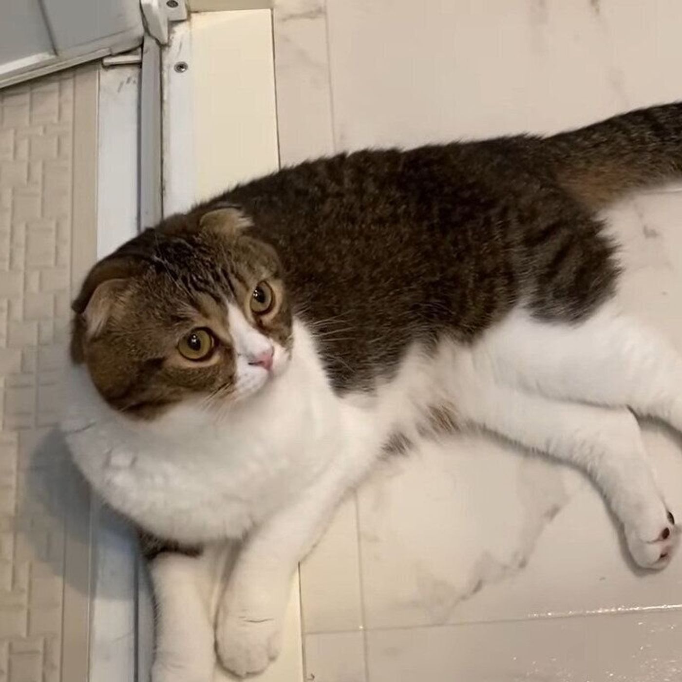 ママ 行っちゃうの 行かないでアピールが可愛すぎる猫 ねこのきもちweb Magazine ママ 行っちゃうの 行かないでアピールが可愛すぎる猫 ねこのきもちweb Magazine