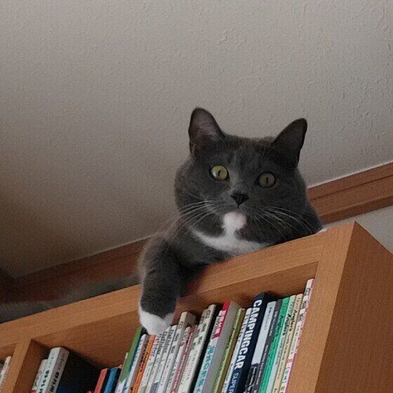 グレーMIXのらんまるちゃん