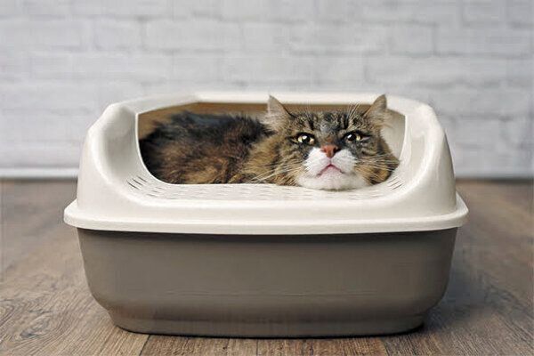 トイレに入る猫