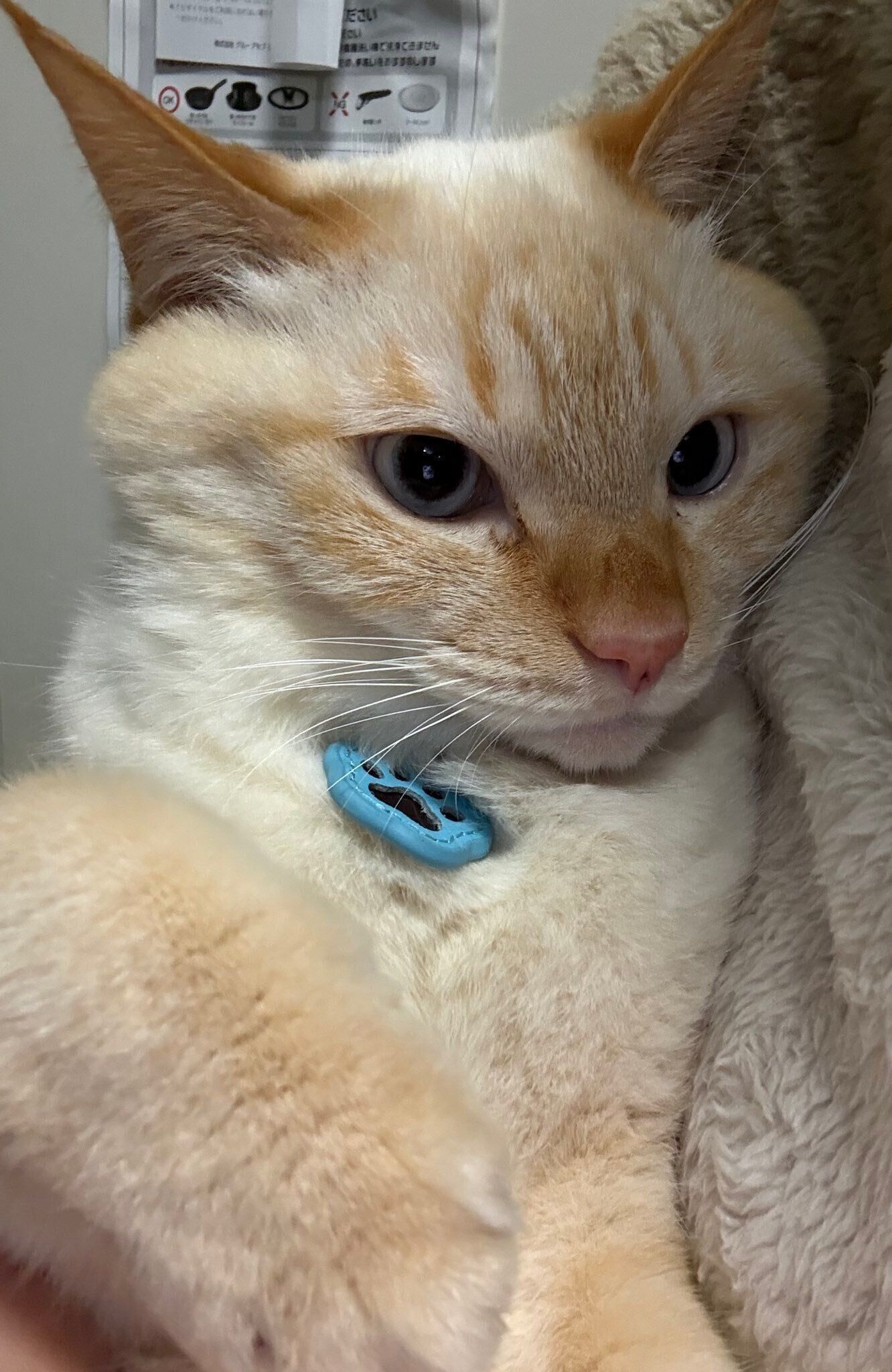 別の日の様子　飼い主さんに密着し甘えたような表情を見せるバムくん