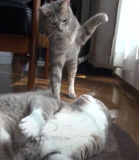 モアレちゃんと、クリエちゃん♡