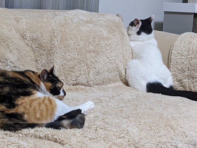 ナナちゃんとチョロちゃん