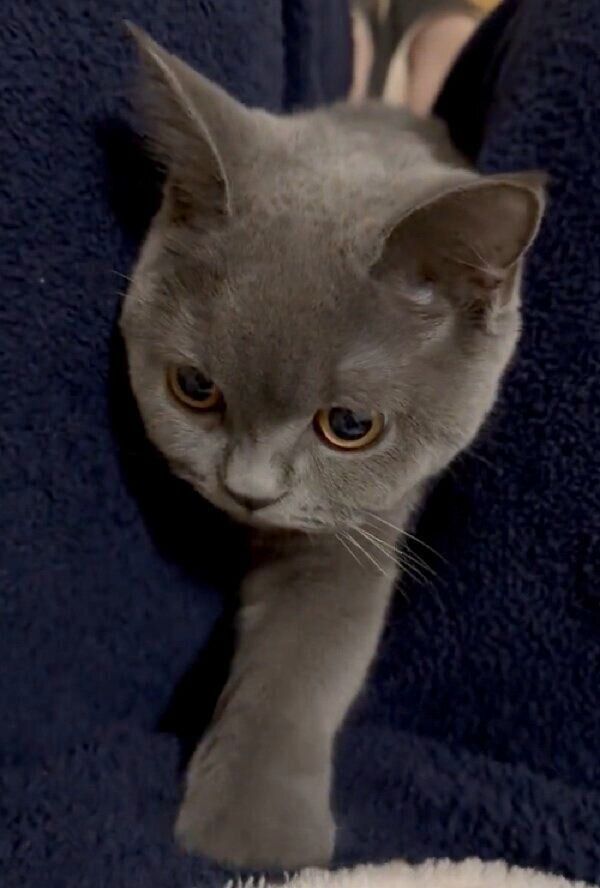 飼い主さんに甘えるルルちゃん