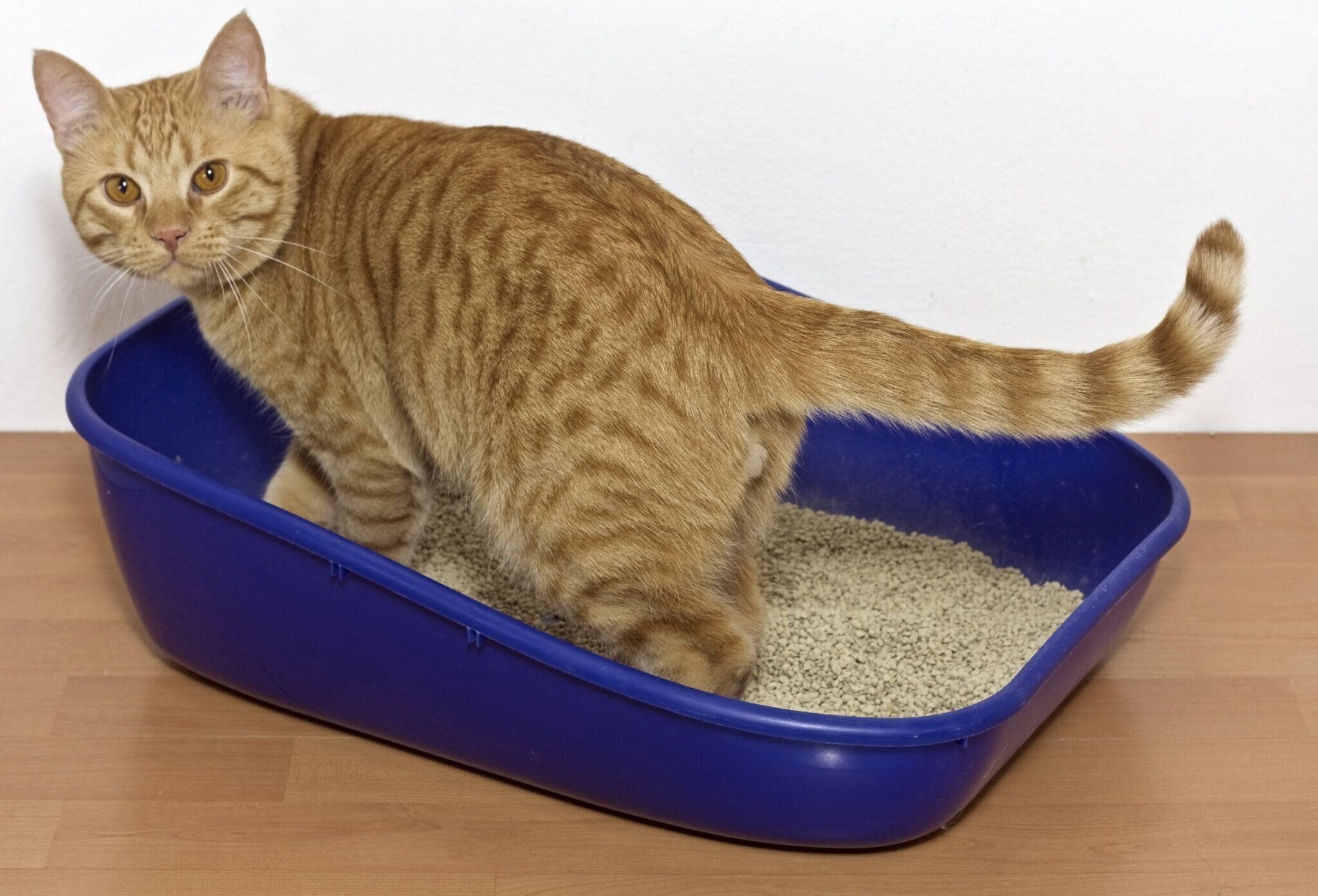 トイレに入る猫