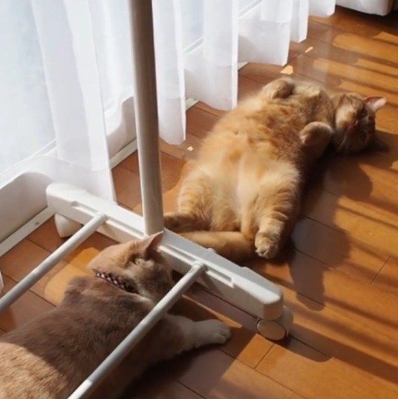 日向ぼっこする猫