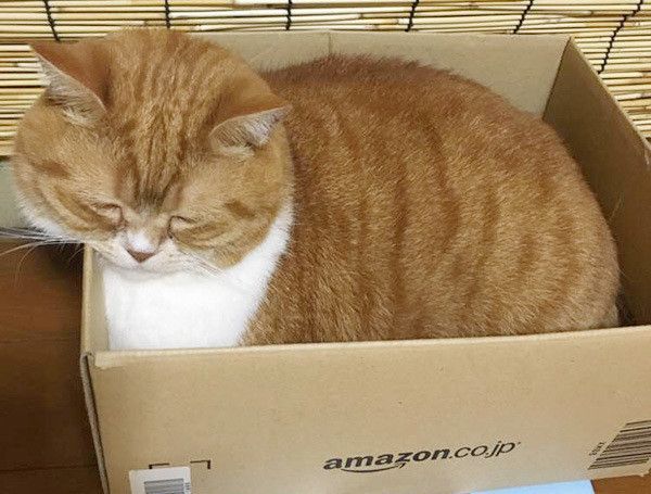 眠るスコティッシュフォールド