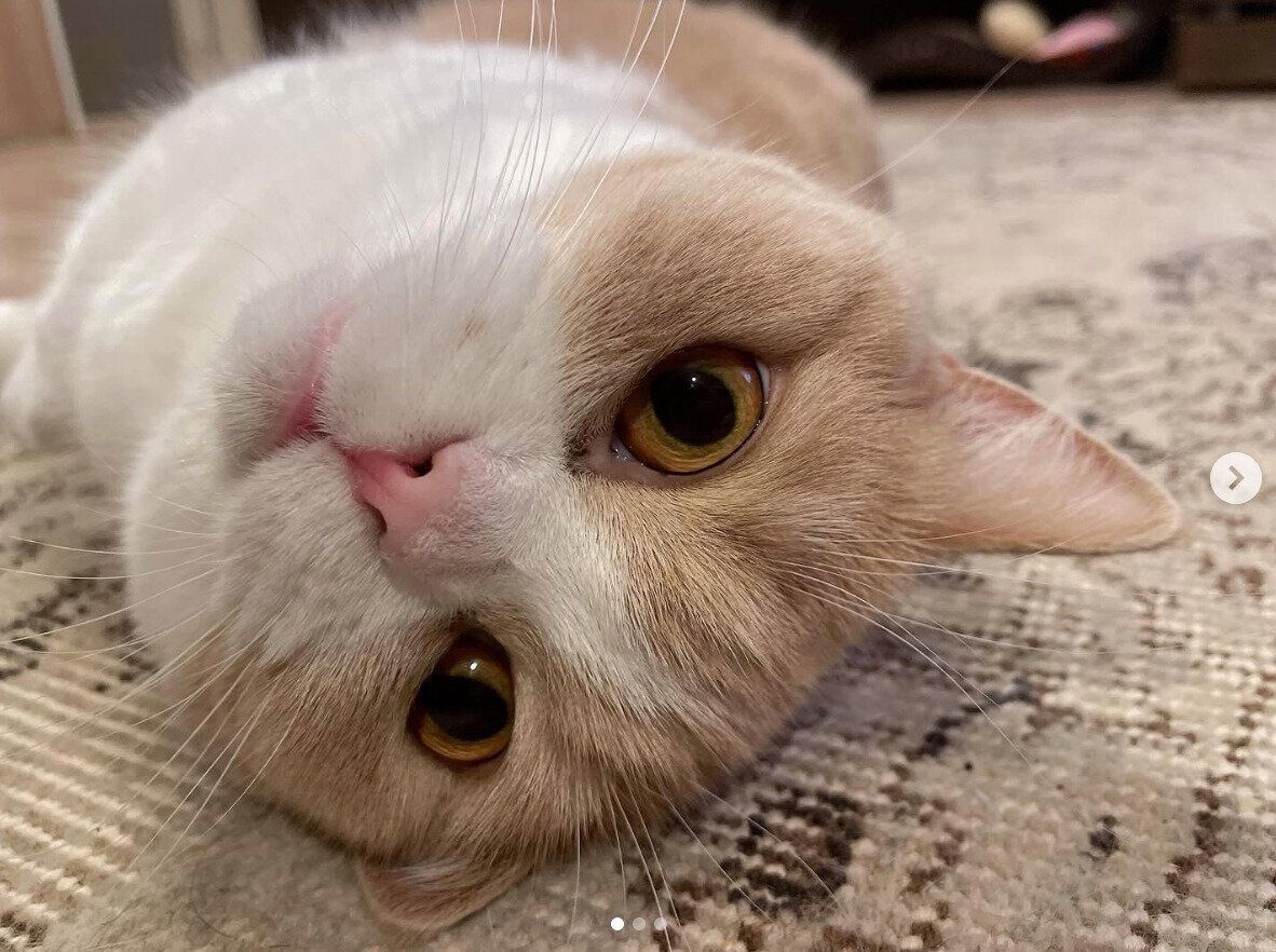 寝転がるみりんちゃん