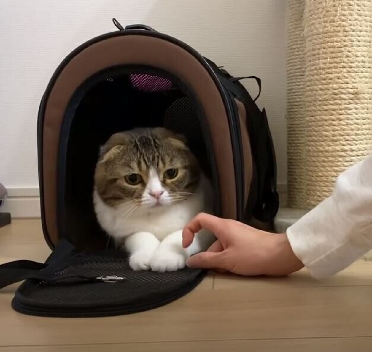 ママ どこ行ってたの 久しぶりの長いお留守番にちょっぴり拗ねちゃう猫 ねこのきもちweb Magazine ママ どこ行ってたの 久しぶりの長いお留守番にちょっぴり拗ねちゃう猫 ねこのきもちweb Magazine