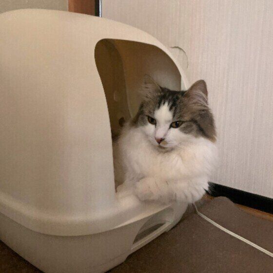 トイレに入るマンチカン・ロングヘア