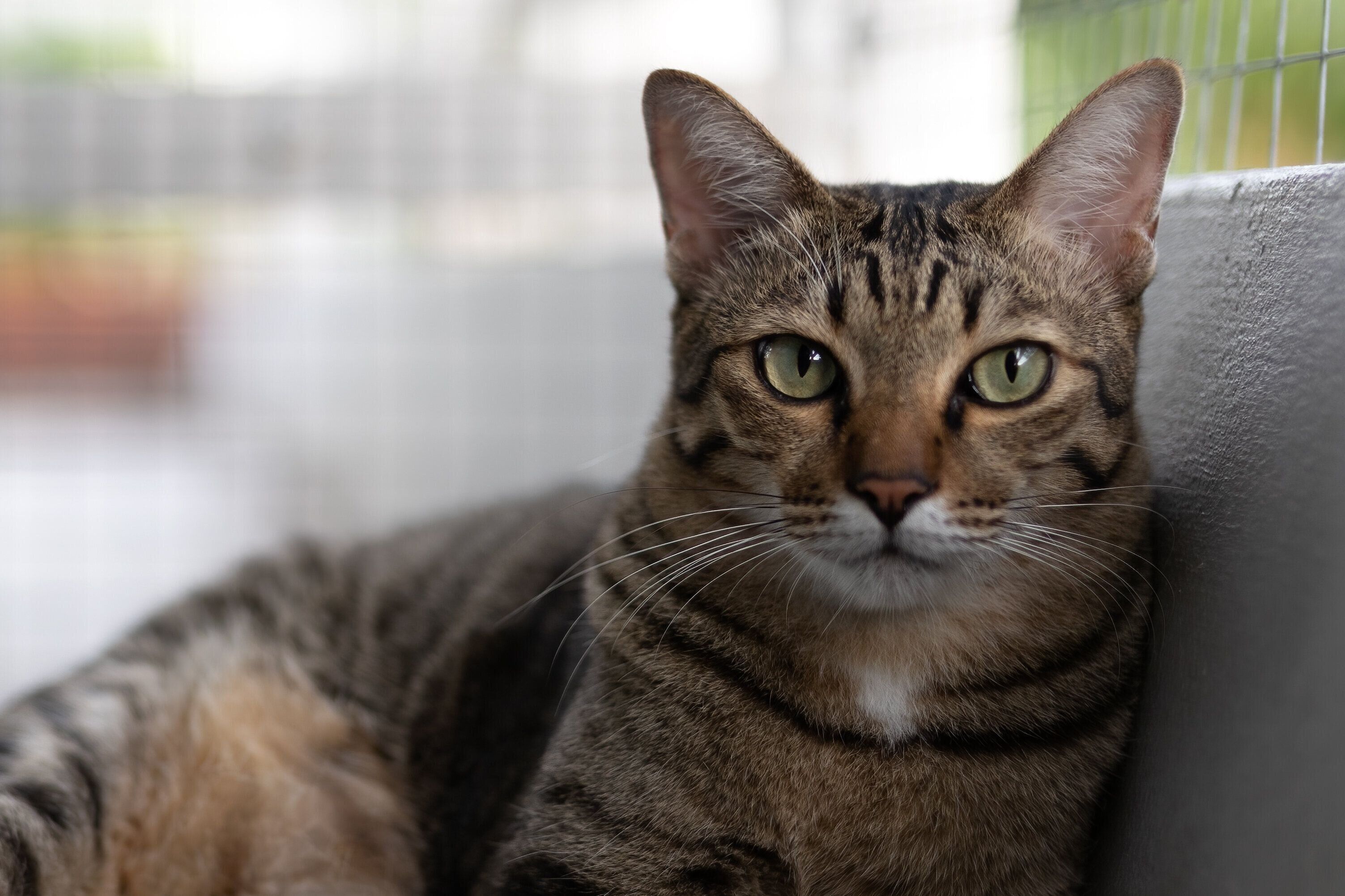 背景に隔離されたバスケットに横たわっているタビー猫をクローズアップします。