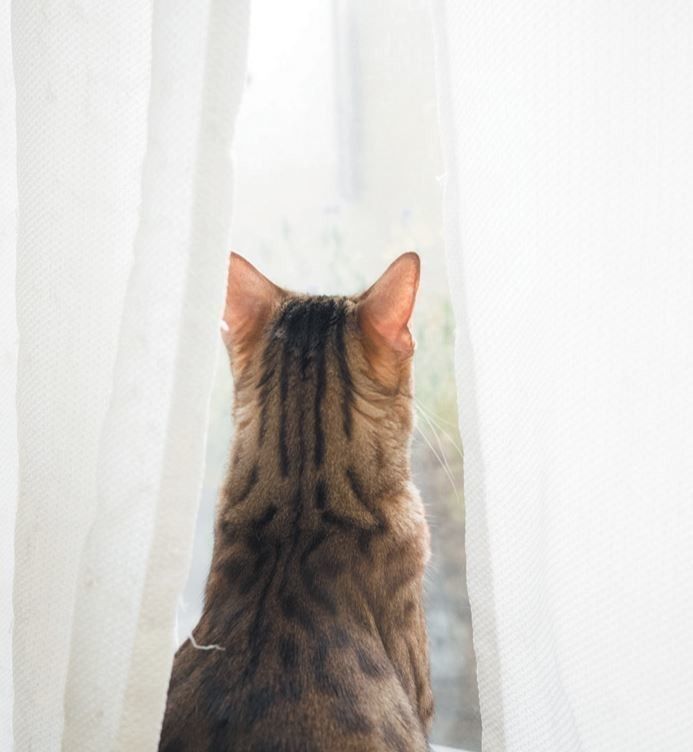 「ねこのきもち」2017年5月号