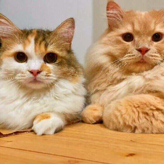 プリンちゃん（ラガマフィン）