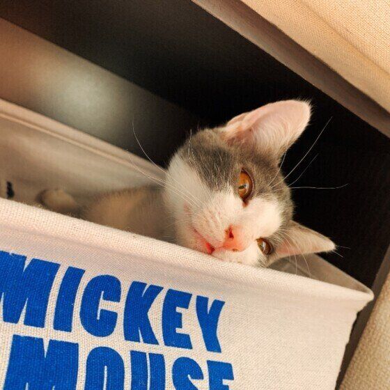 靴下ボックスに入る猫