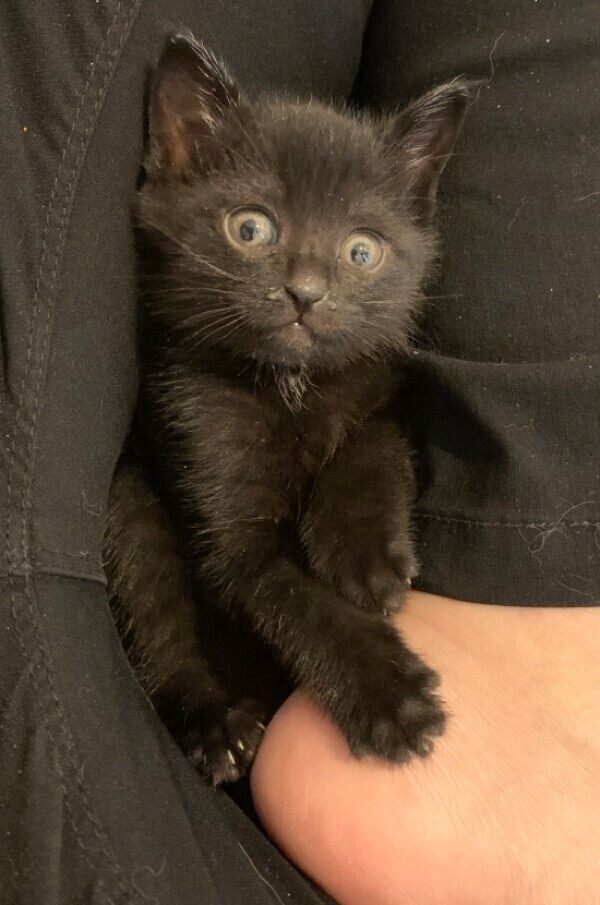 子猫時代のおはぎちゃん