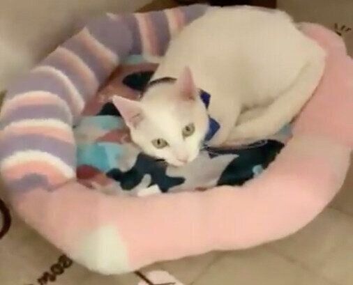 モコモコ靴下の猫ベッド