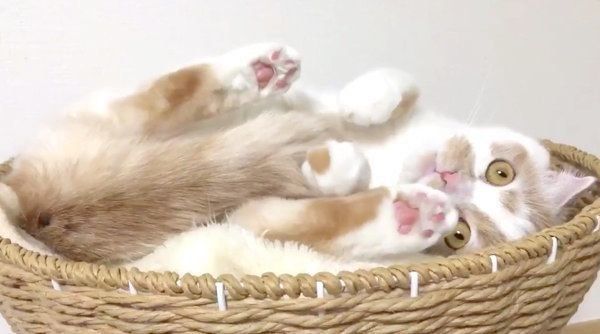 毛繕いするホイちゃん