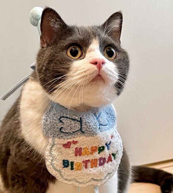 2才になったおにぎりくん