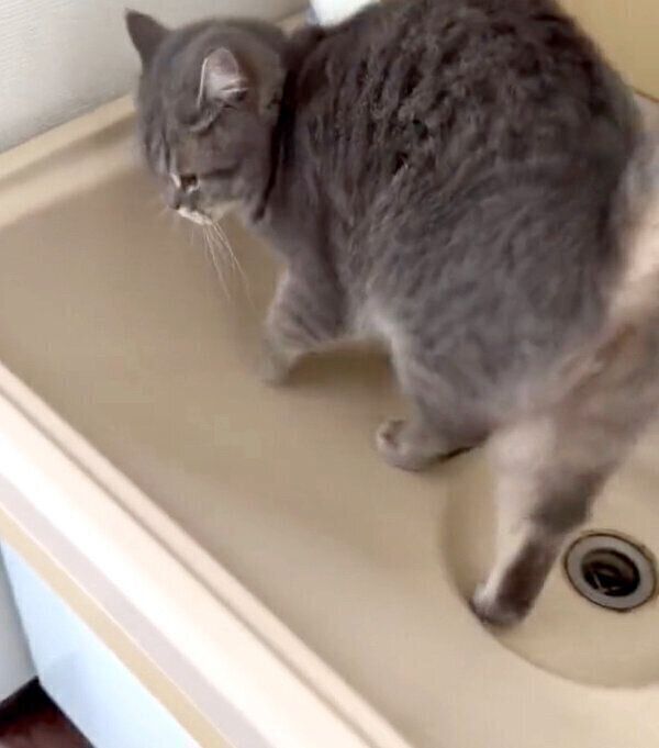 飼い主さんを洗面台まで案内するいわしくん