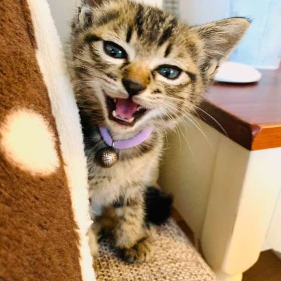 隙間に入るのが好きな猫