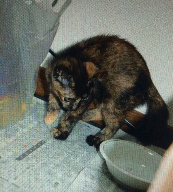 「はじめましての日」のしゃけちゃん