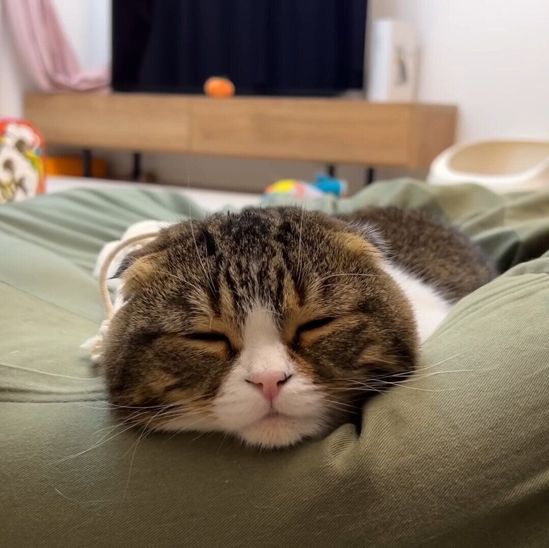 幸せそうなぽこ太郎ちゃん