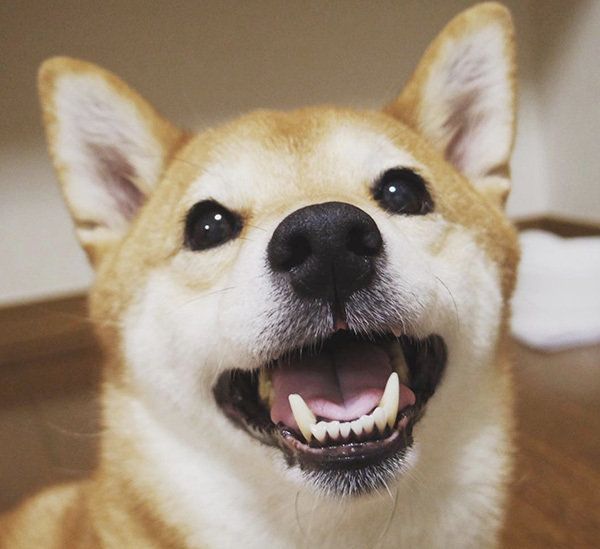 柴犬のうららちゃん