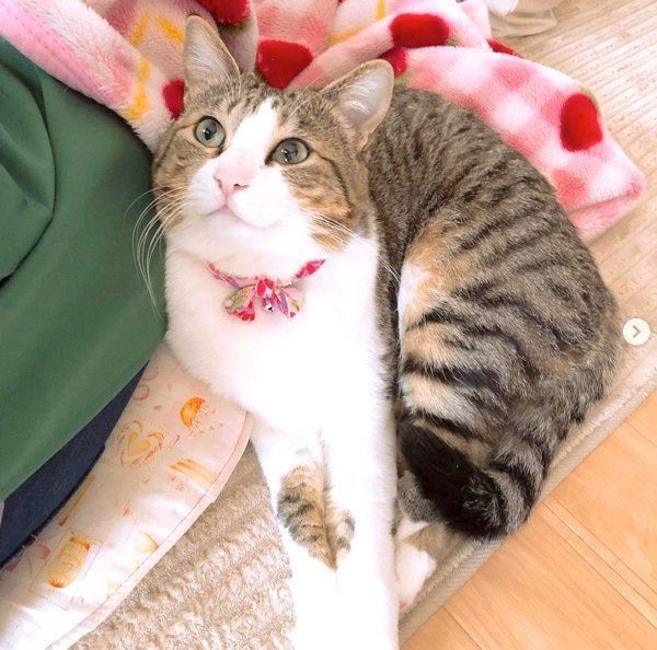 猫のはるさめちゃん