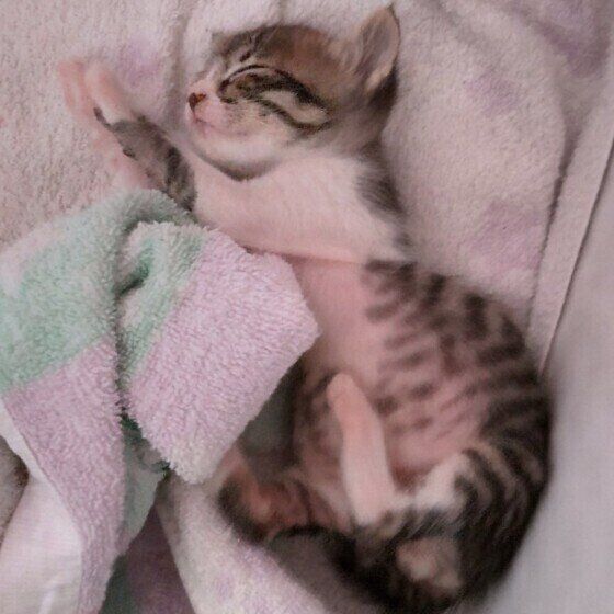 キジトラ猫のチルちゃん