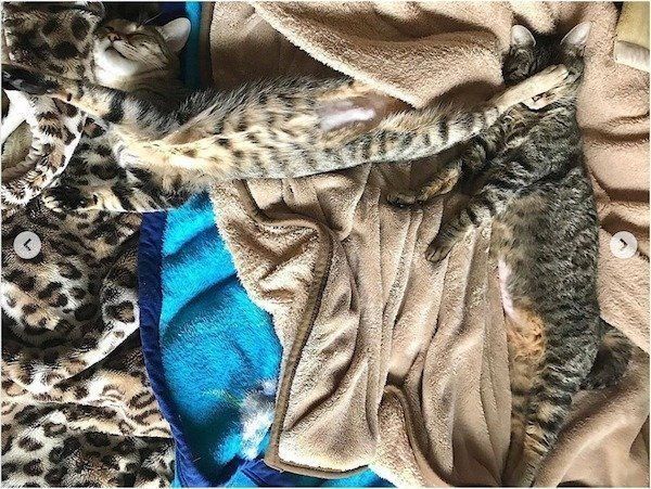 寝相が悪いニャンコ