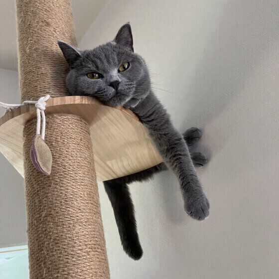 ブリティッシュショートヘアのうにちゃん