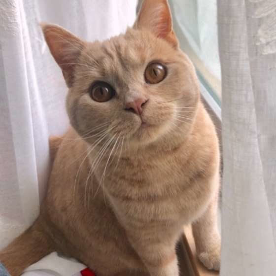 ブリティッシュショートヘアのツナくん