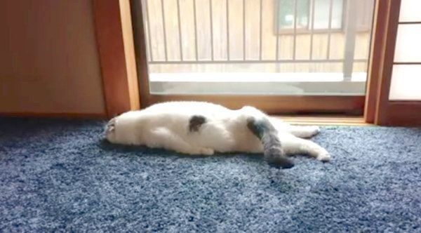 ぐでるスコティッシュフォールド