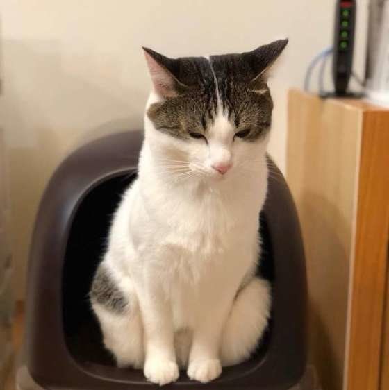 トイレをするサバトラ