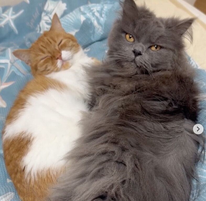 くっつくウニちゃん、アオくん。