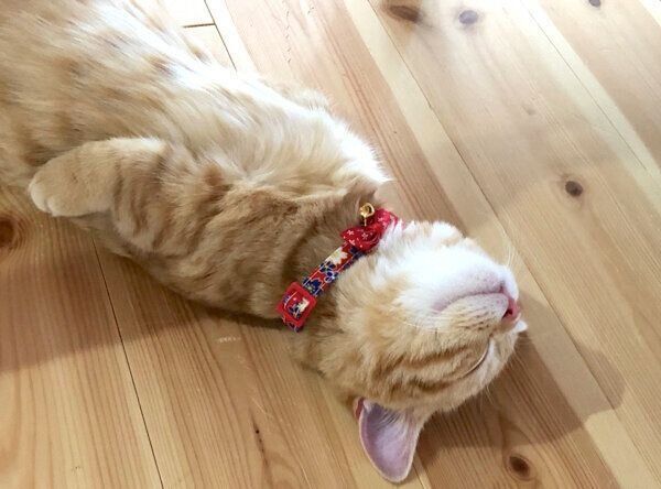 ヘソ天で爆睡するぷてぃこちゃん