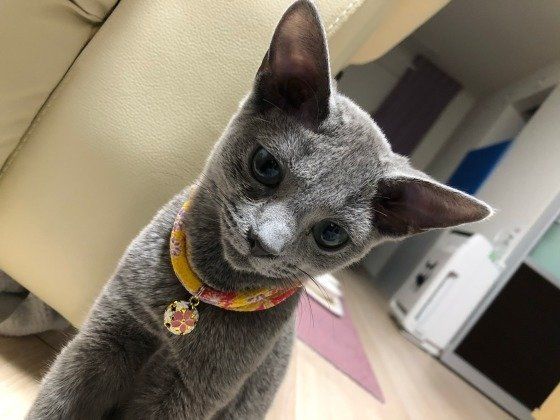 見つめるロシアンブルー