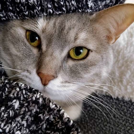 見つめるキジトラ