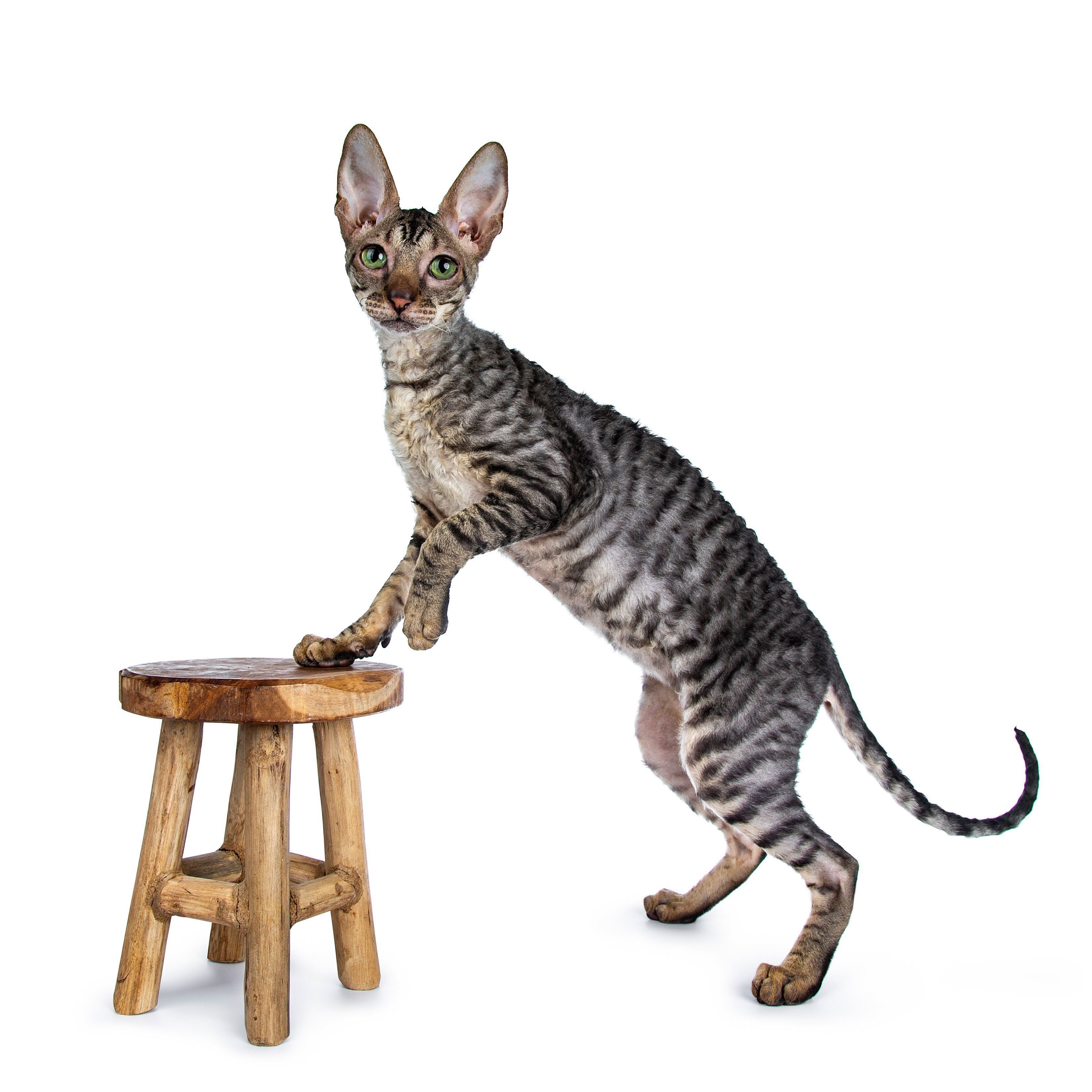 コーニッシュ・レックス