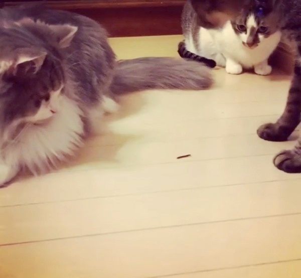虫が気になる猫