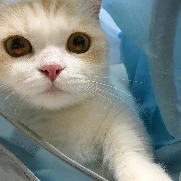 狭いところが大好きなマンチカン