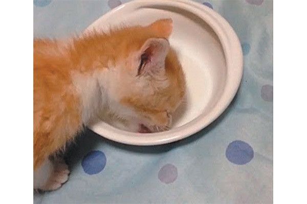 離乳食を食べる子猫